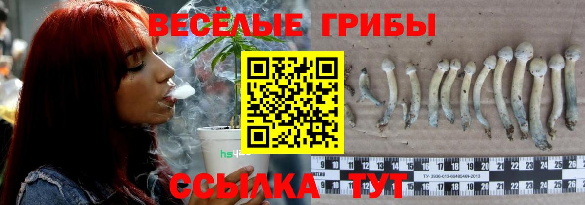 Псилоцибиновые грибы прущие грибы Лесной